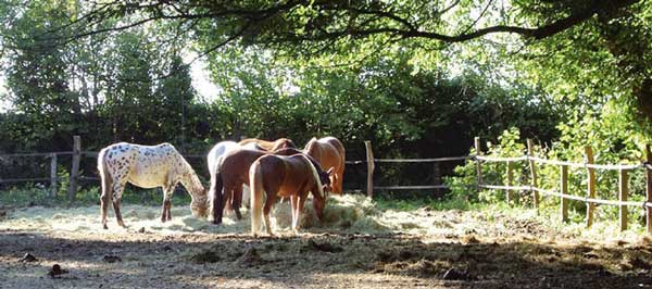 Image de la sanglière